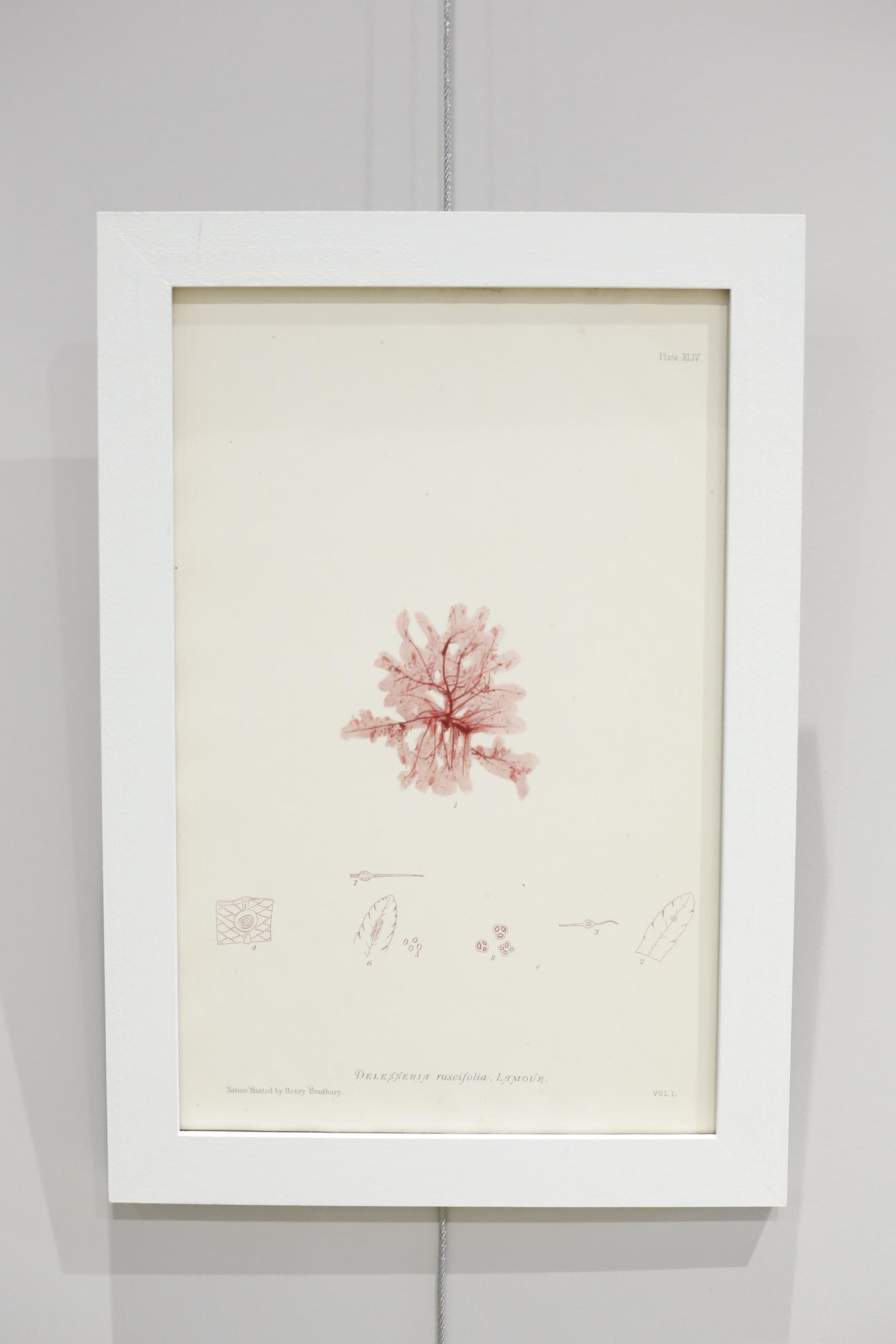 Henry Bradbury Seaweed print #3