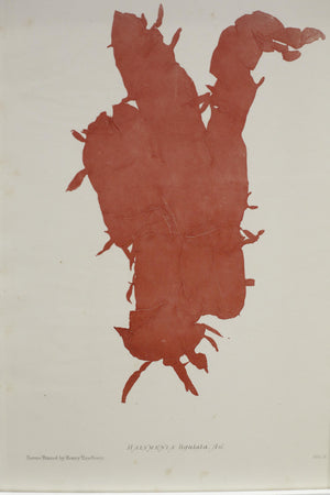 Henry Bradbury Seaweed print- #4