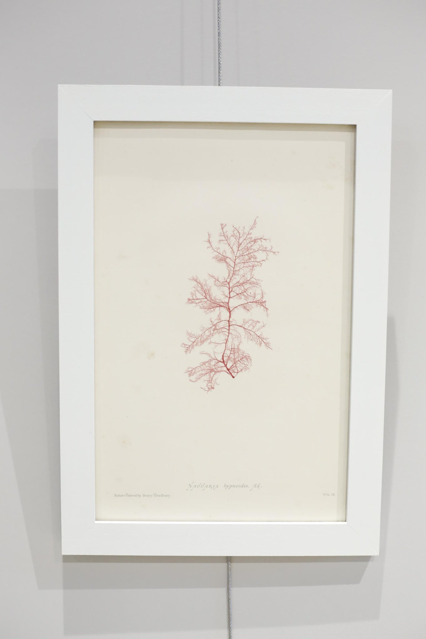 Henry Bradbury Seaweed print #5