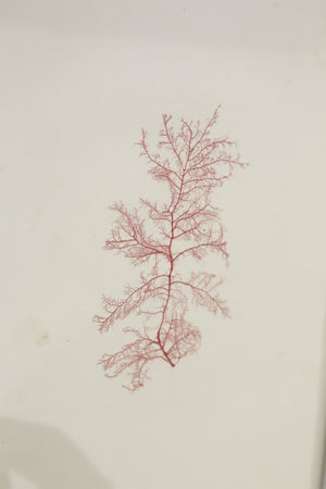 Henry Bradbury Seaweed print #5