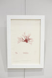 Henry Bradbury Seaweed print #6