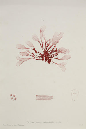 Henry Bradbury Seaweed print #6