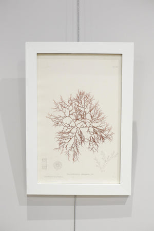 Henry Bradbury Seaweed print #7