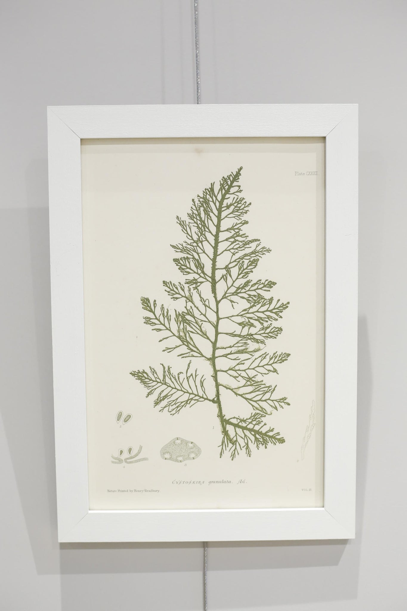 Henry Bradbury Seaweed print #8