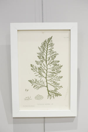 Henry Bradbury Seaweed print #8