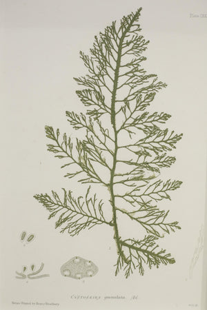 Henry Bradbury Seaweed print #8