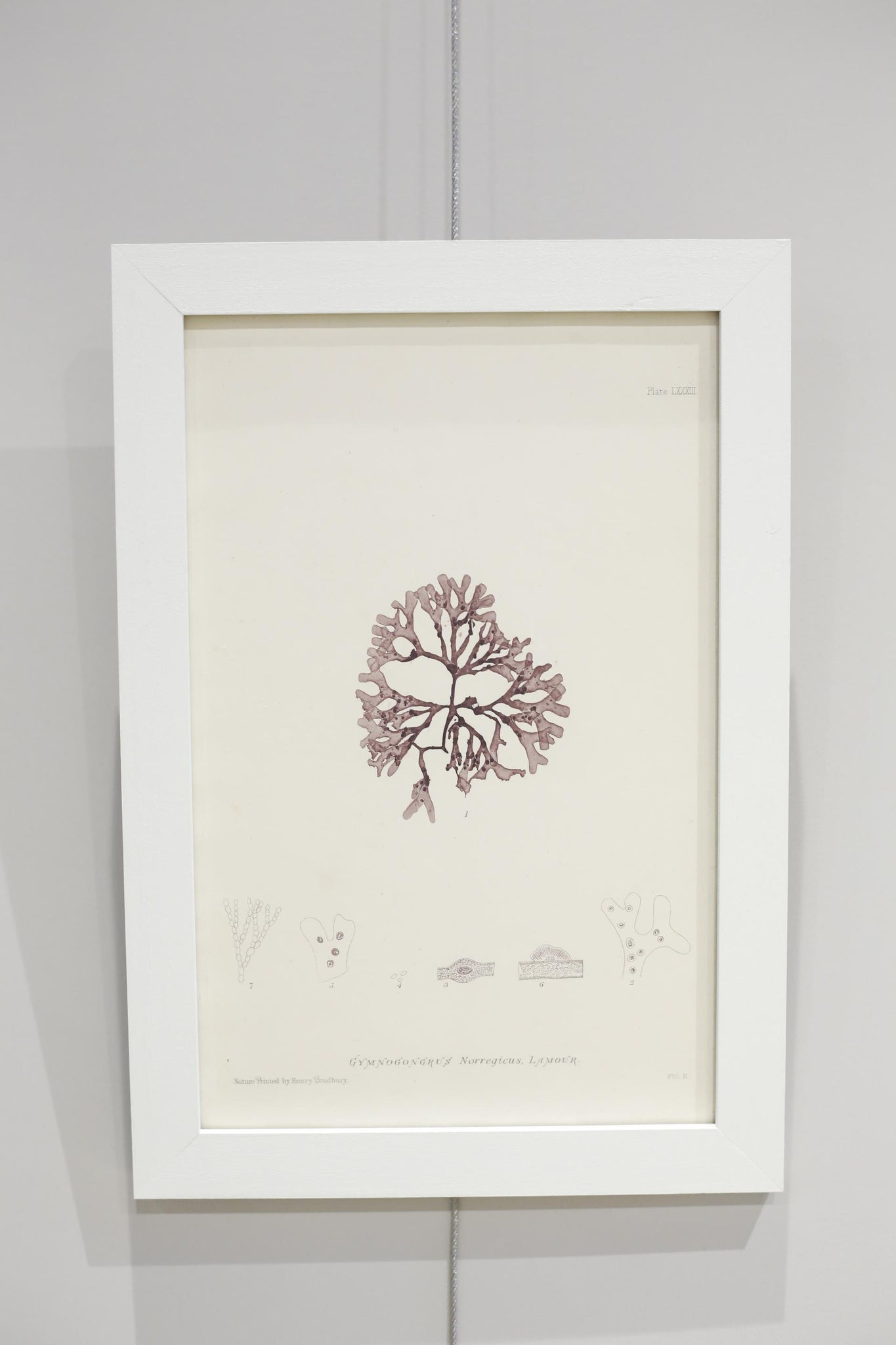 Henry Bradbury Seaweed print #9