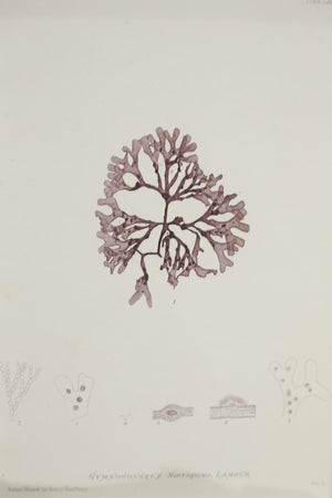 Henry Bradbury Seaweed print #9
