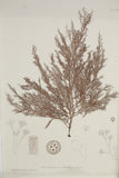 Henry Bradbury Seaweed print #10