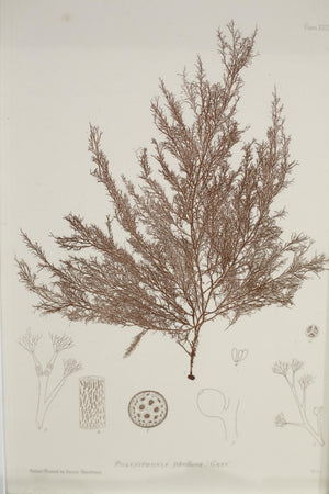 Henry Bradbury Seaweed print #10