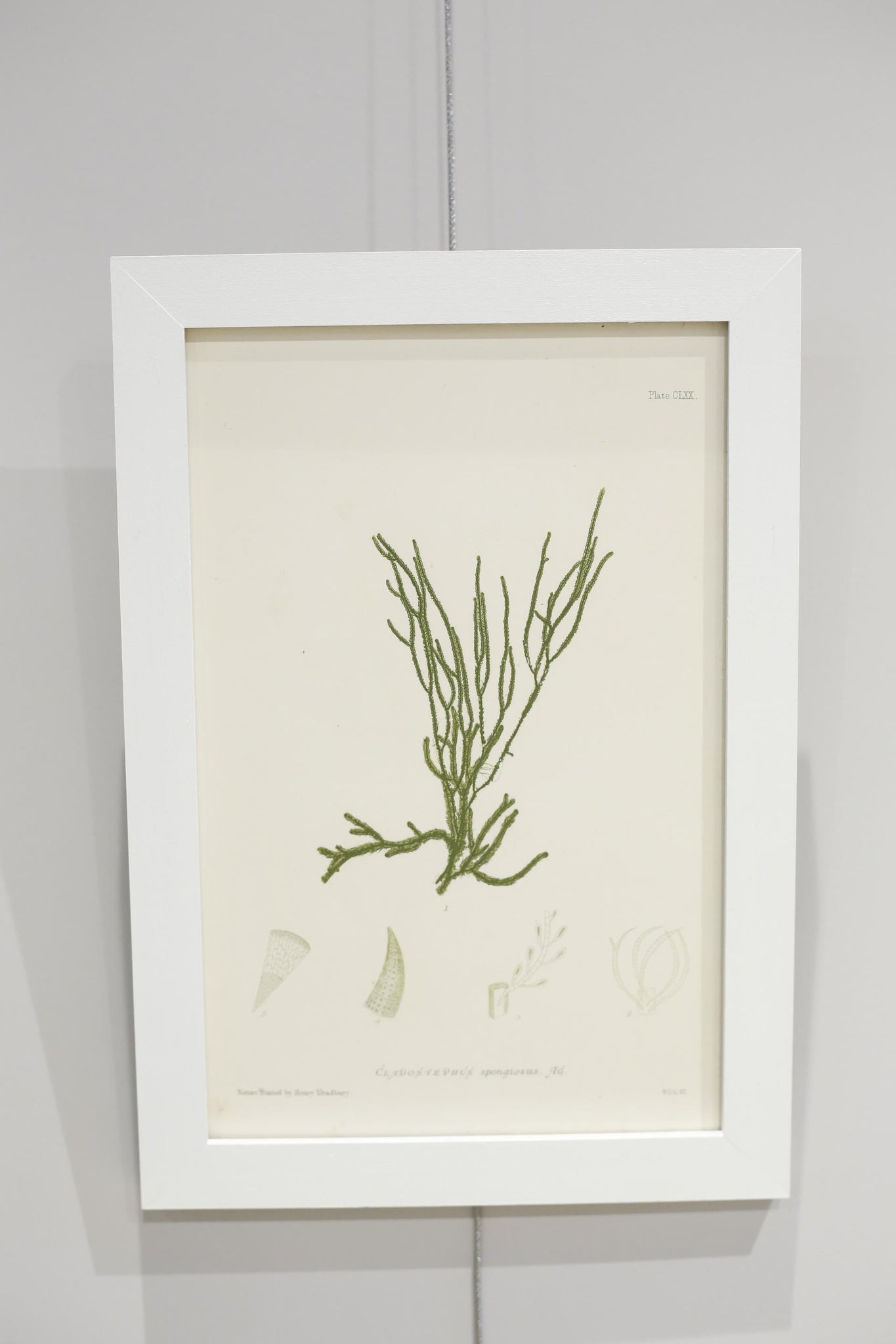 Henry Bradbury Seaweed print #11