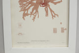 Henry Bradbury Seaweed print #12