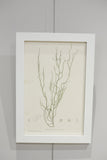 Henry Bradbury Seaweed print #13