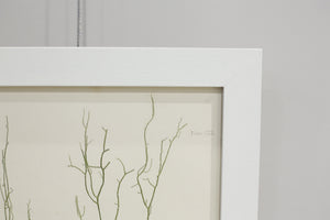 Henry Bradbury Seaweed print #13