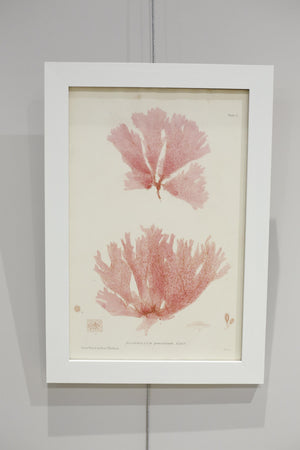 Henry Bradbury Seaweed print #14