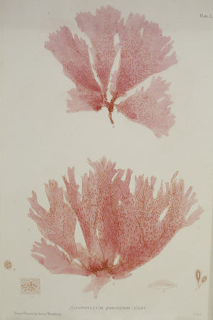 Henry Bradbury Seaweed print #14