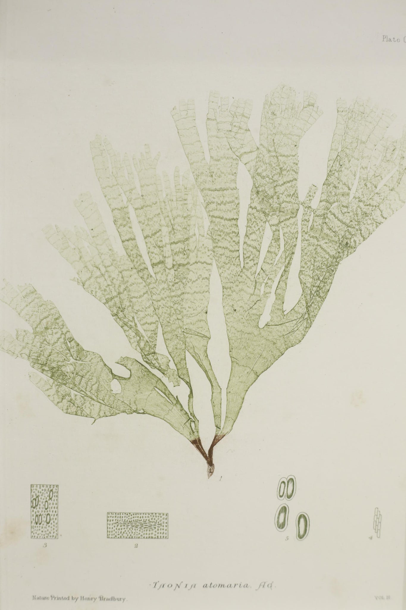 Henry Bradbury Seaweed print #15