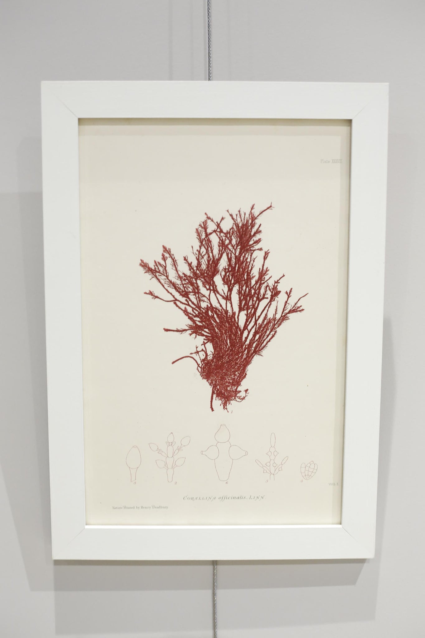 Henry Bradbury Seaweed print #16