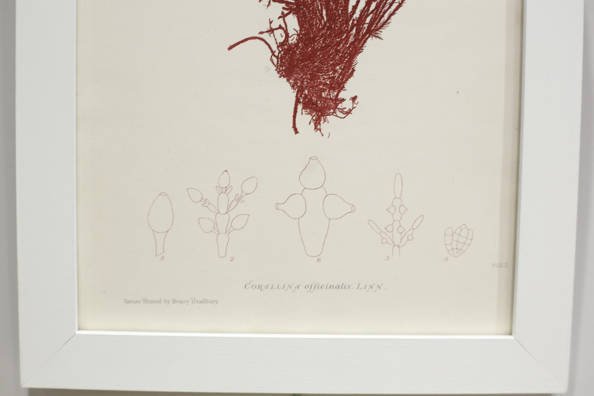Henry Bradbury Seaweed print #16