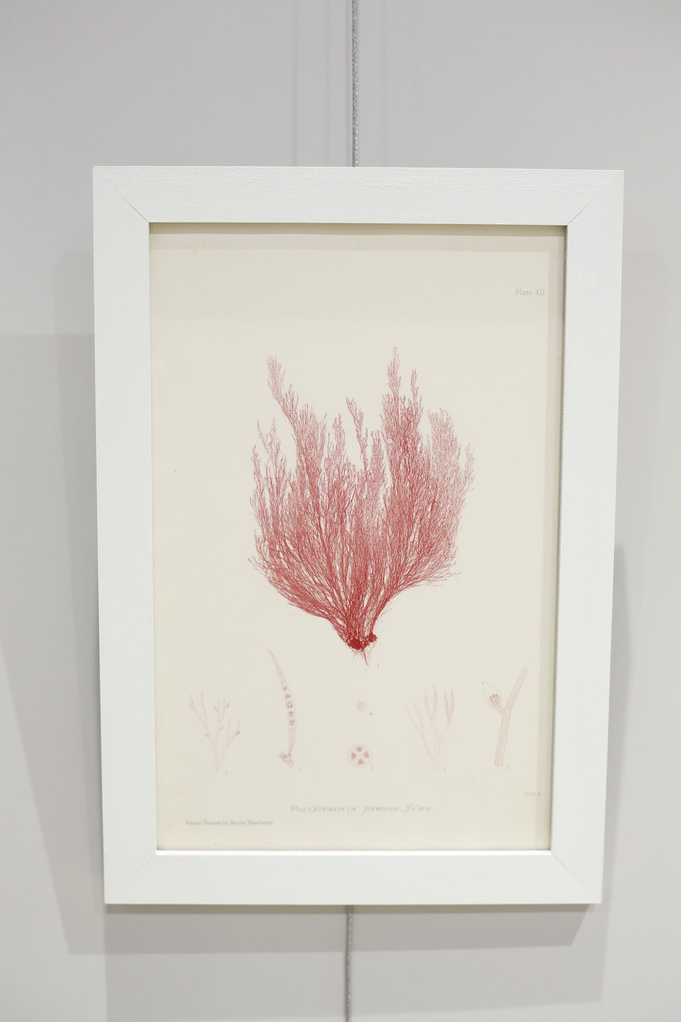Henry Bradbury Seaweed print #17