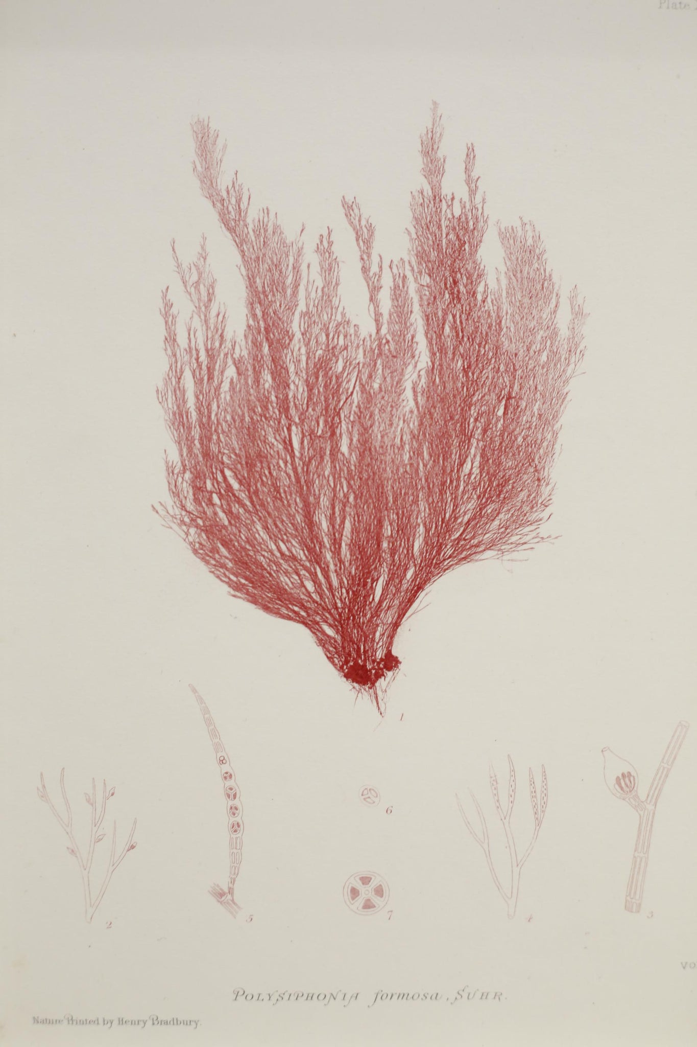Henry Bradbury Seaweed print #17