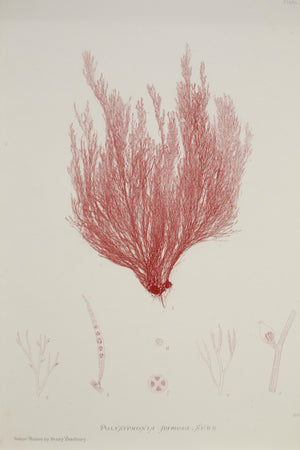 Henry Bradbury Seaweed print #17