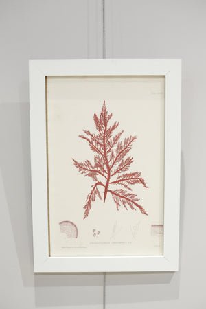 Henry Bradbury Seaweed print #18