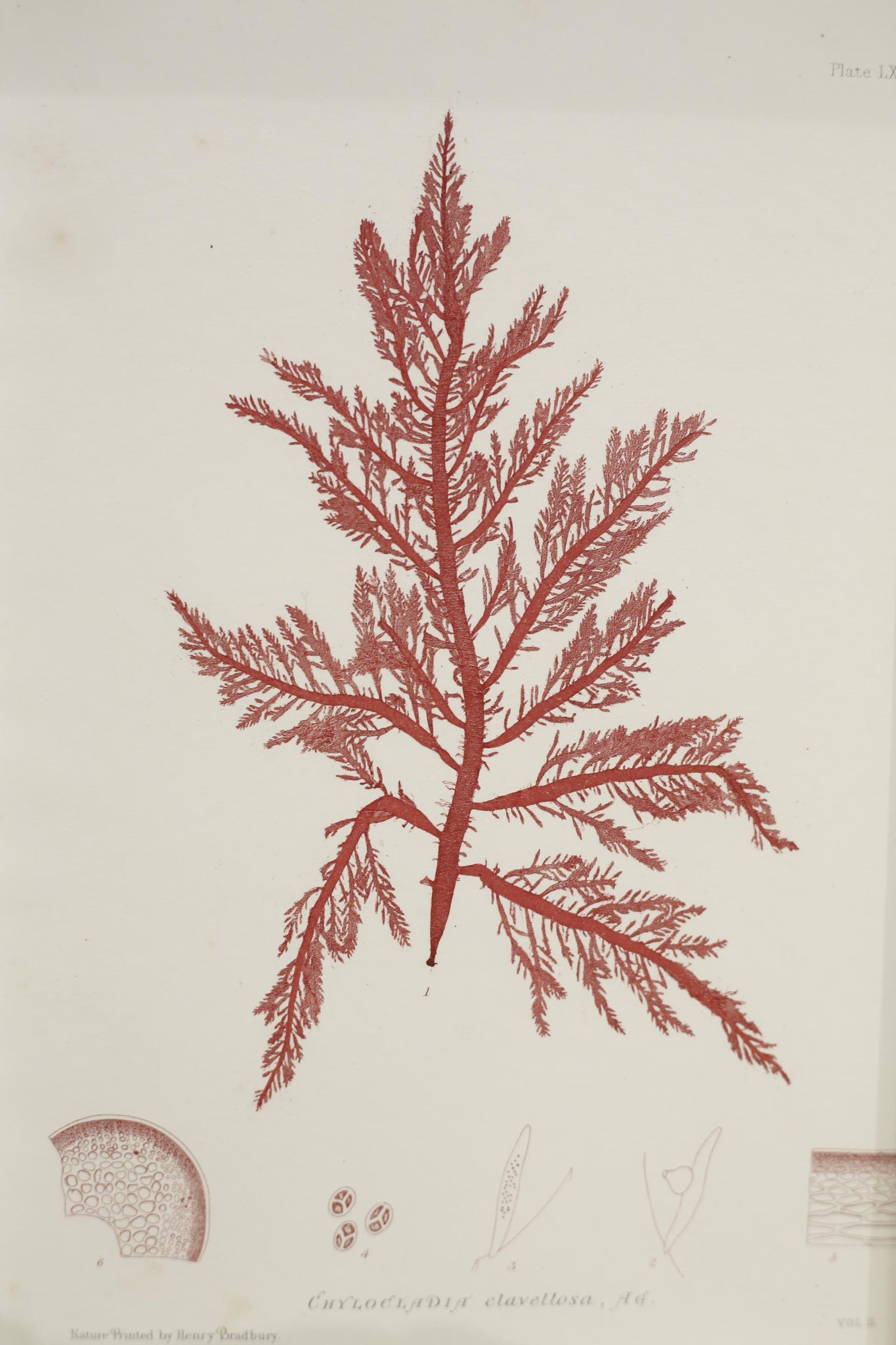 Henry Bradbury Seaweed print #18