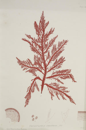 Henry Bradbury Seaweed print #18