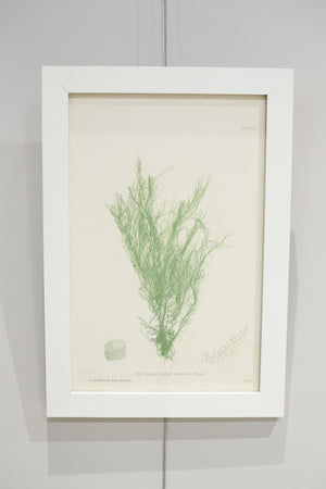 Henry Bradbury Seaweed print #19