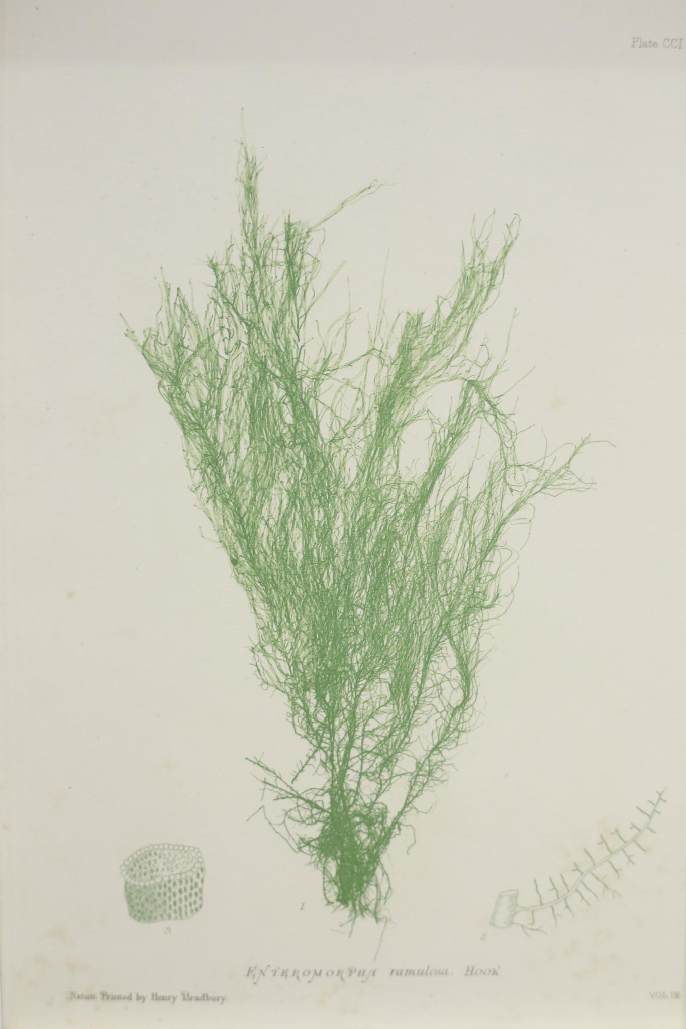 Henry Bradbury Seaweed print #19