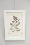 Henry Bradbury Seaweed print #21