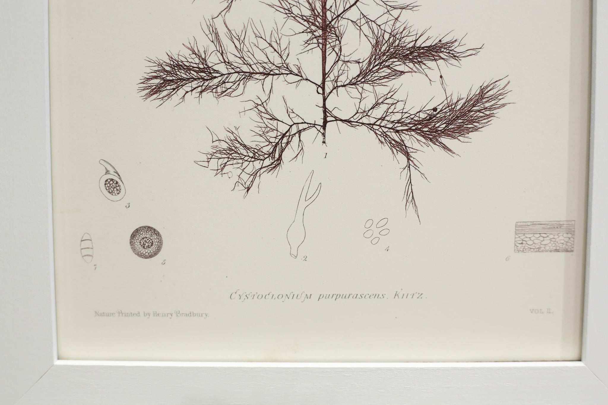 Henry Bradbury Seaweed print #21