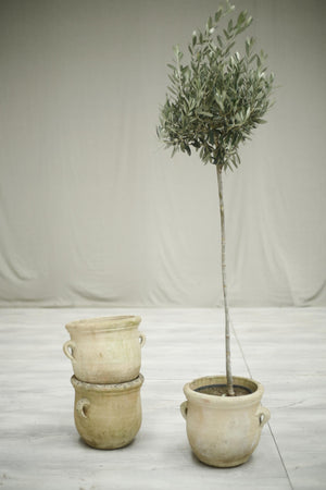 Vintage trio of terracotta olive pots
