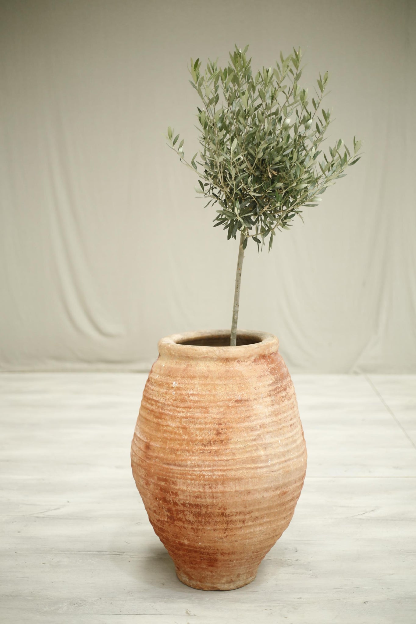 Early 20th century Spanish olive pot- Red